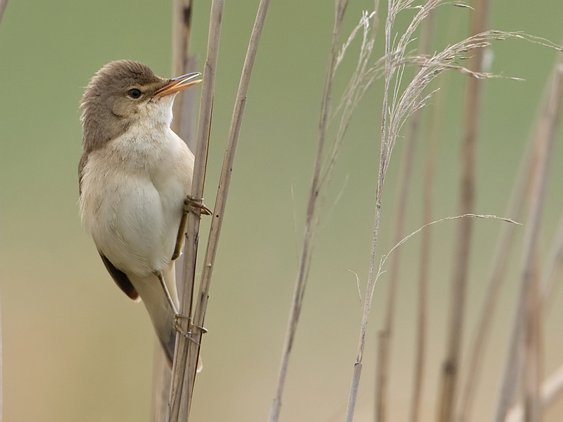 Acrocephalus scirpaceus Kleine Karekiet Reed Warbler